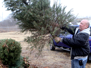 Recycling Christmas trees